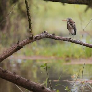 herfst vogeltje met water hz pexels-vincent-ma-janssen-14412043-min